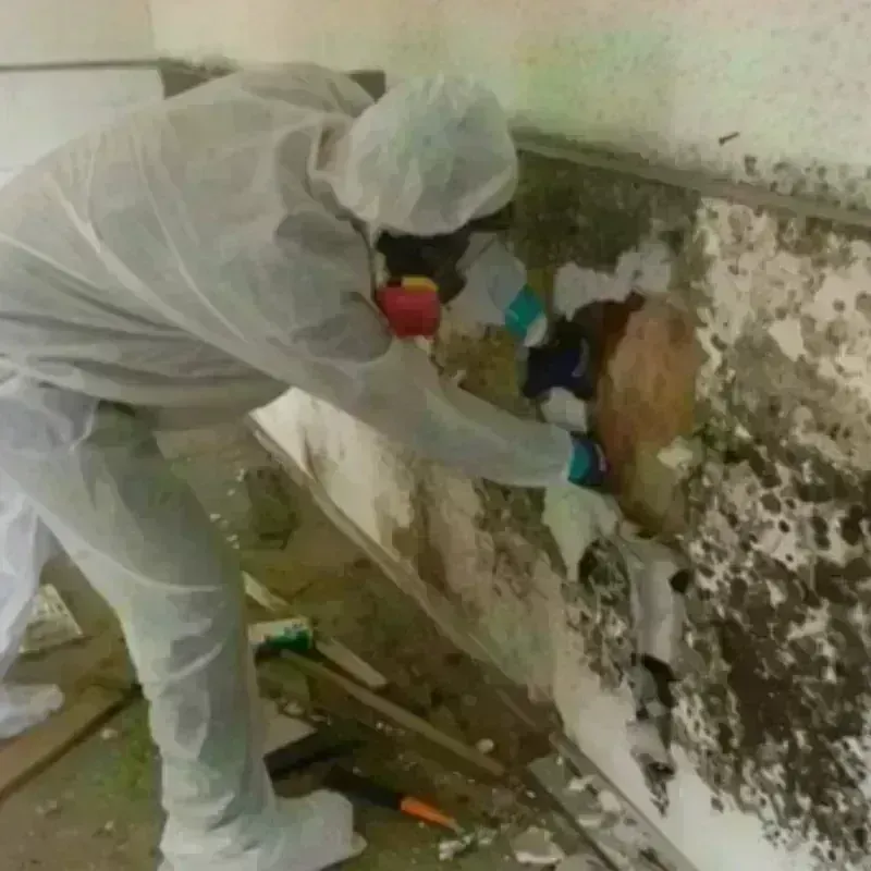 Mold Remediation and Removal in Fulton, NY